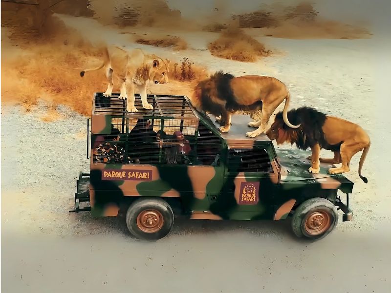 Safari Rancagua